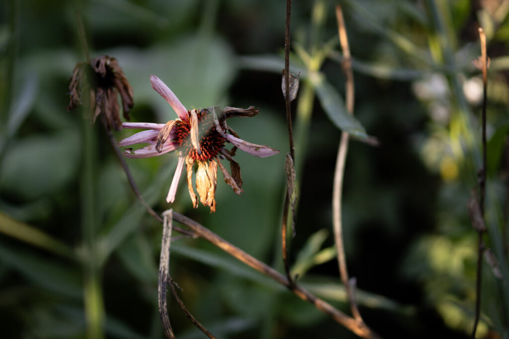 Echinacea purpurea