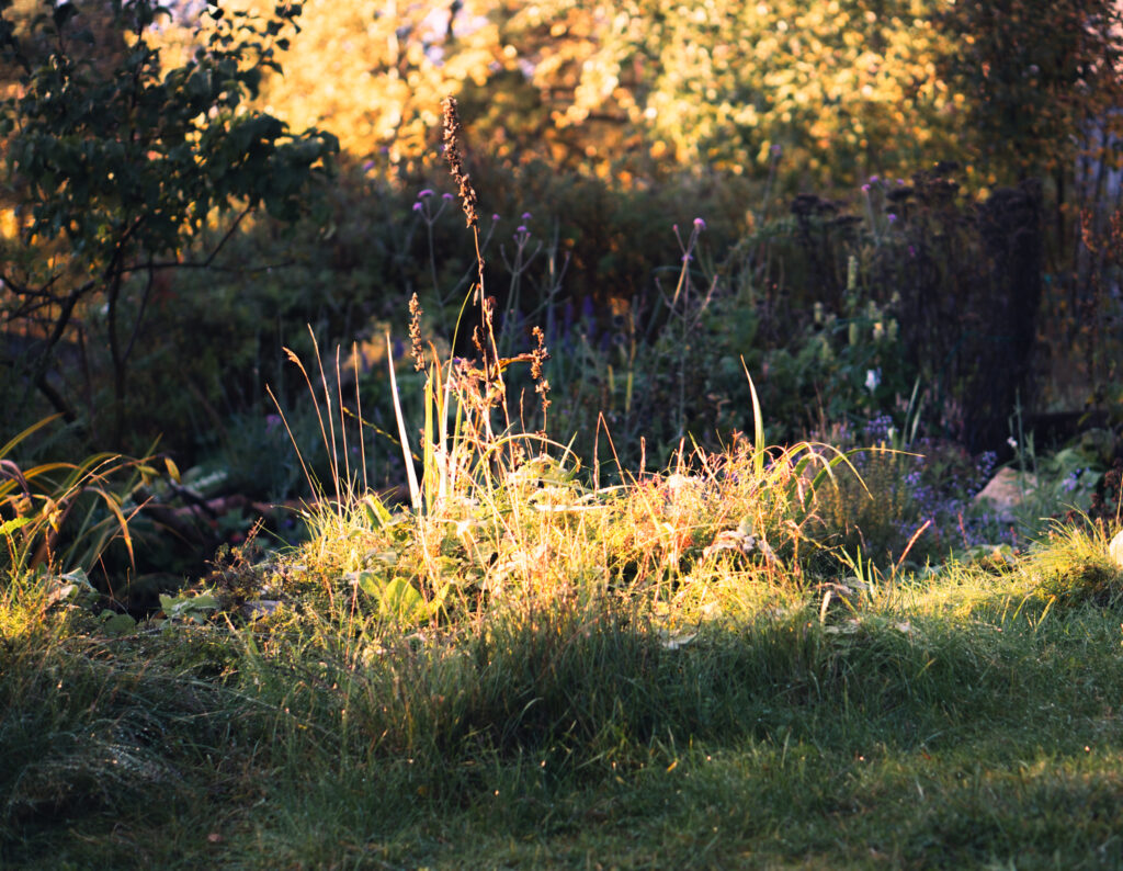 Garden in autumn