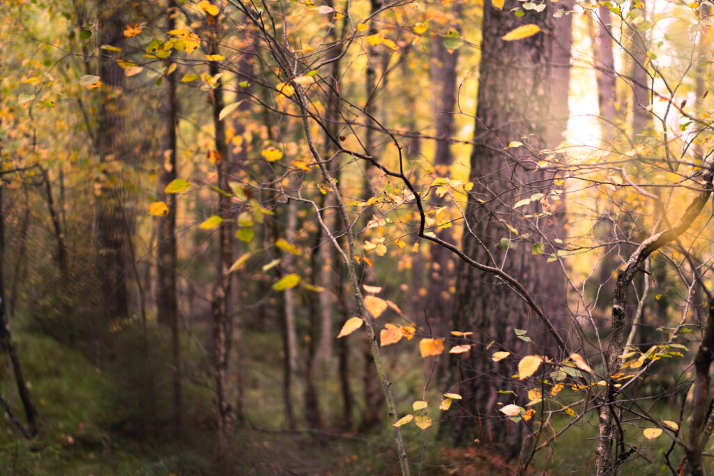 Autumn in the forest. Höst i skogen.