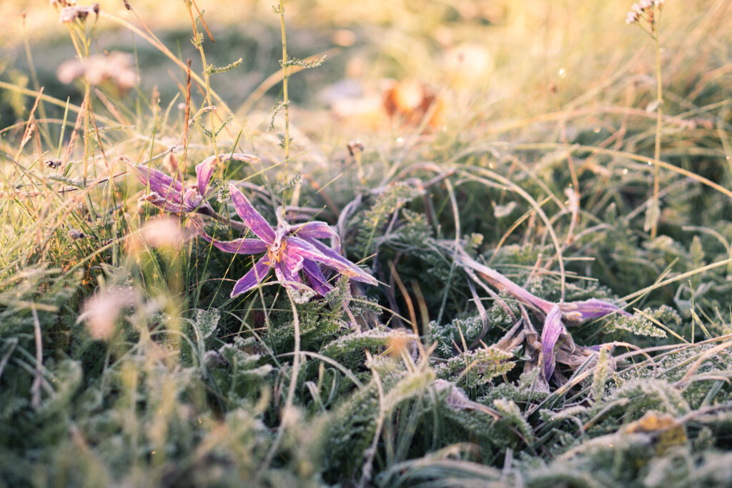 frost in the garden