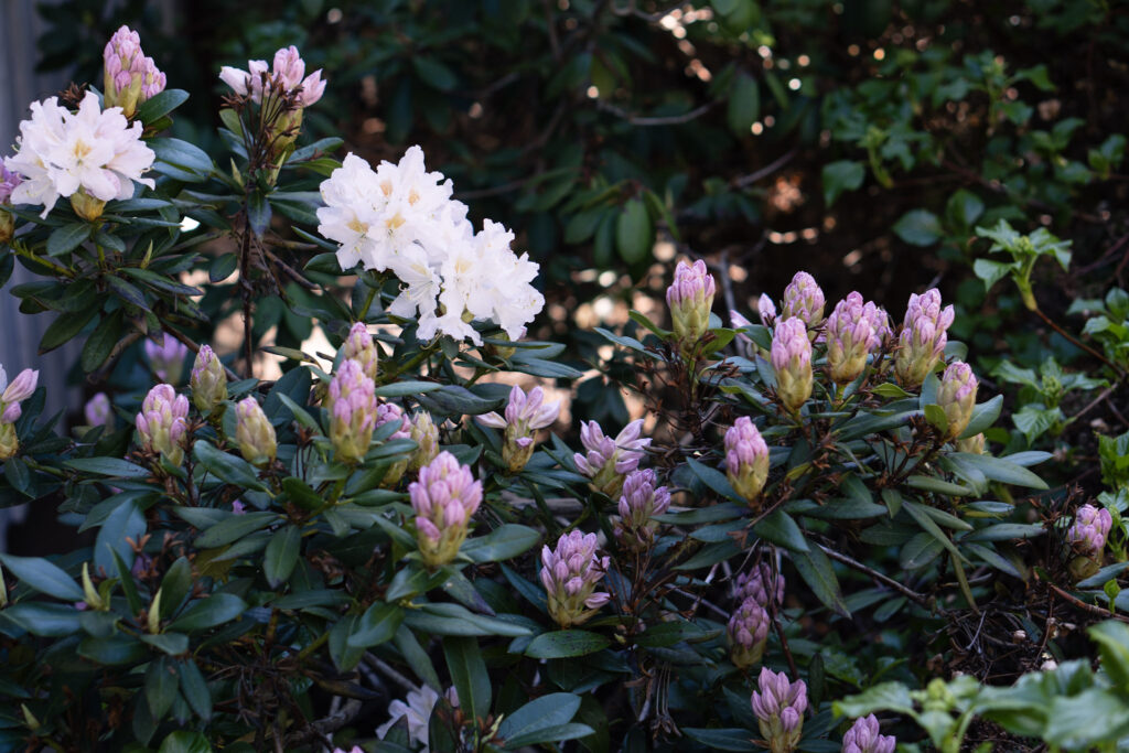 Rhododenron