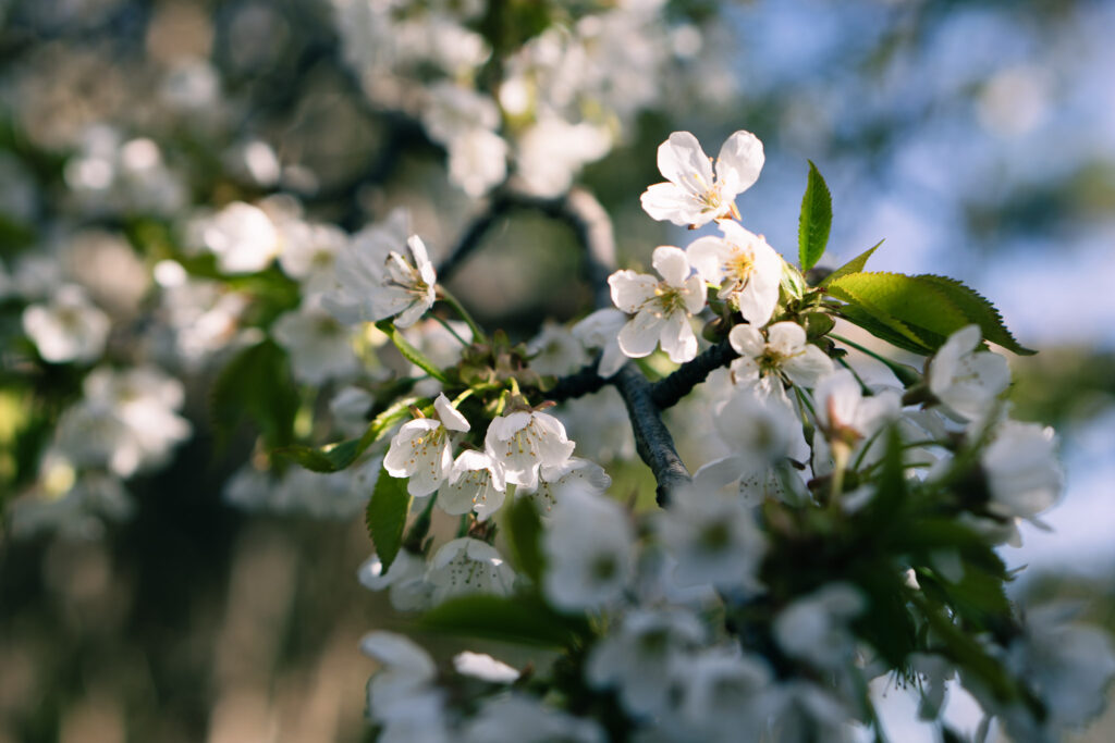 Körsbärsblommor